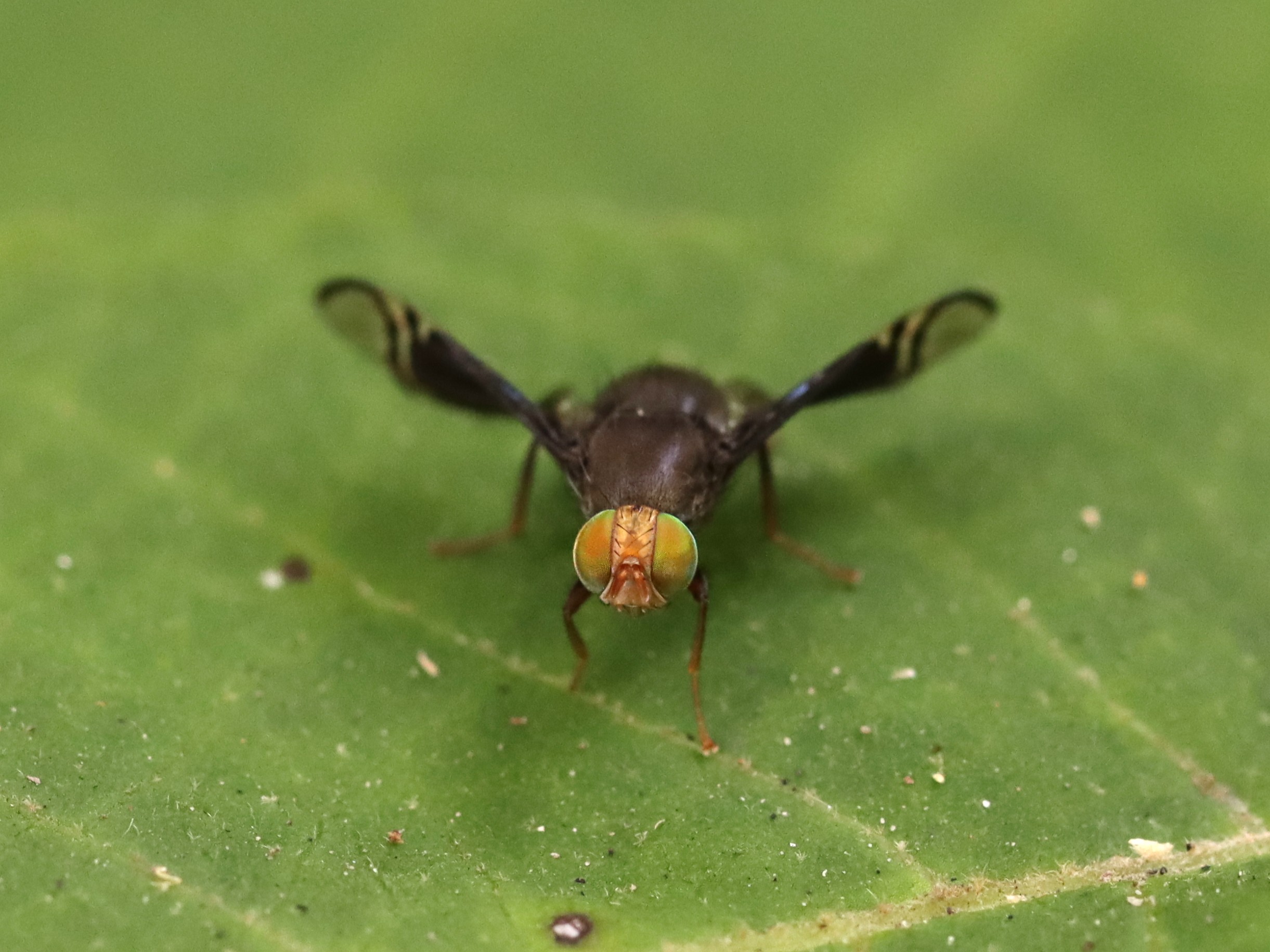 Hendelina Nigrescens
